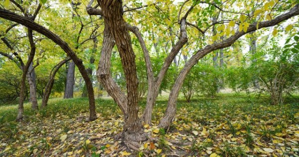 Все особенности обрезки жимолости осенью — улучшаем урожайность куста