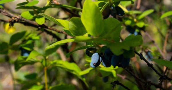 Все особенности обрезки жимолости осенью — улучшаем урожайность куста